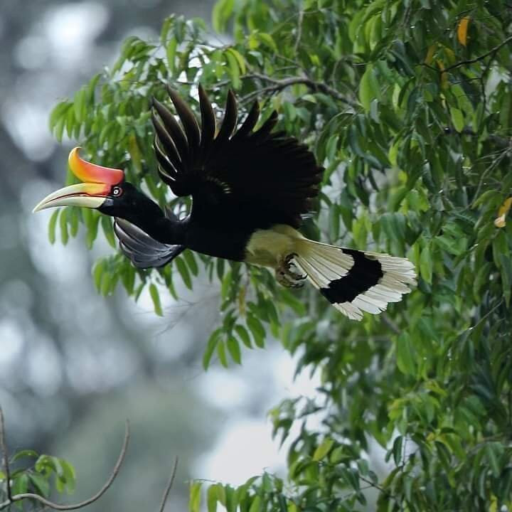 Sumatra Ketambe Jungle Tours景点图片