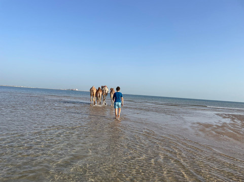 Arabian Desert Camel Riding Center-迪拜必去景点