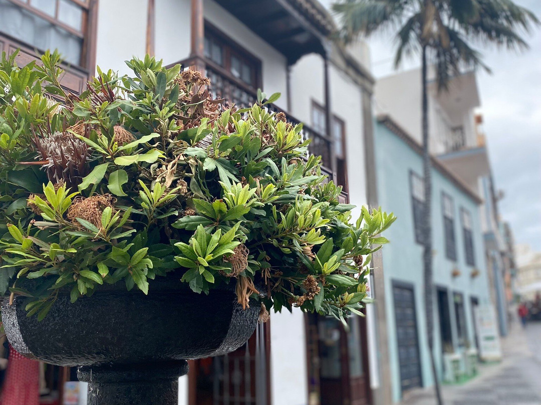 Calle O'Daly景点图片