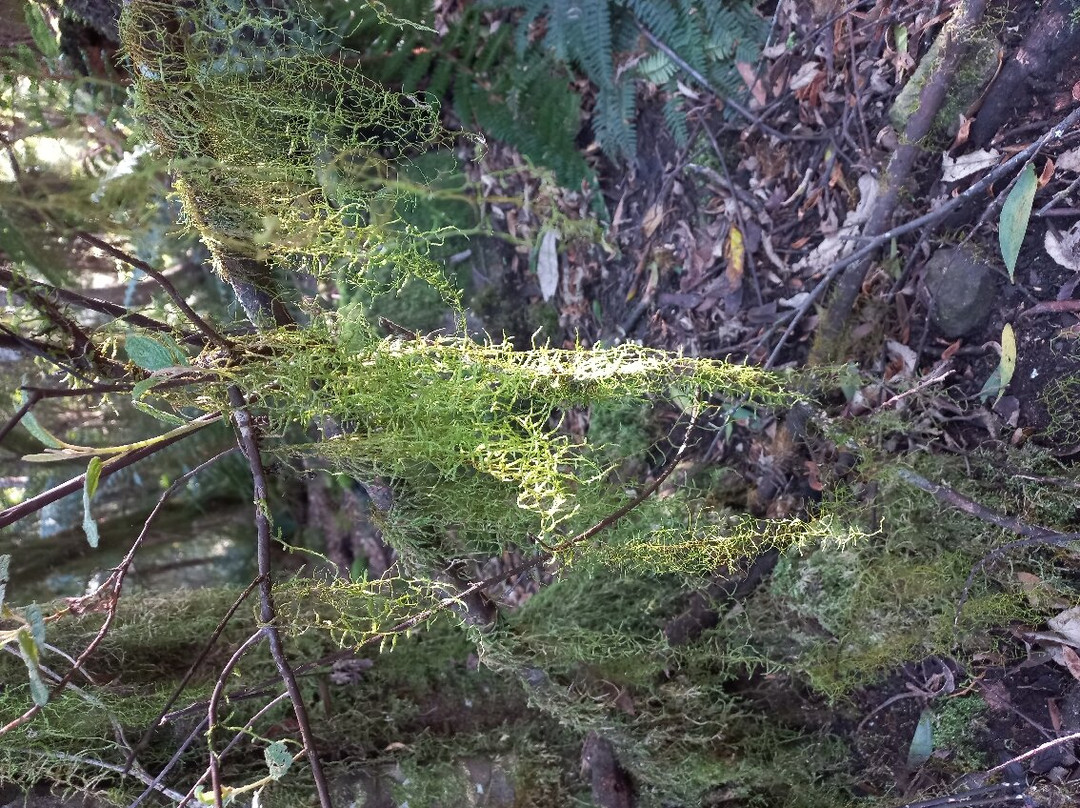 Notley Fern Gorge-Legana必去景点
