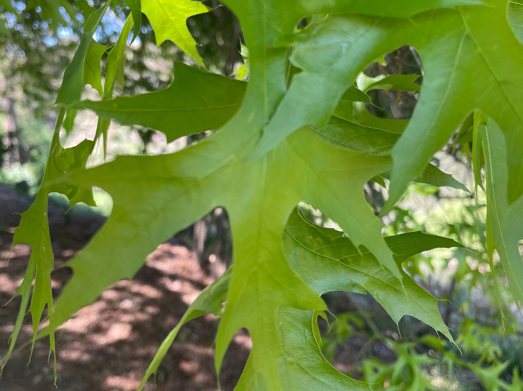 Murrumbidgee River Railway Bridge-刚达盖必去景点