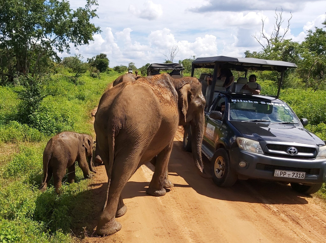 Green Lanka Tours (Galle)-加勒必去景点