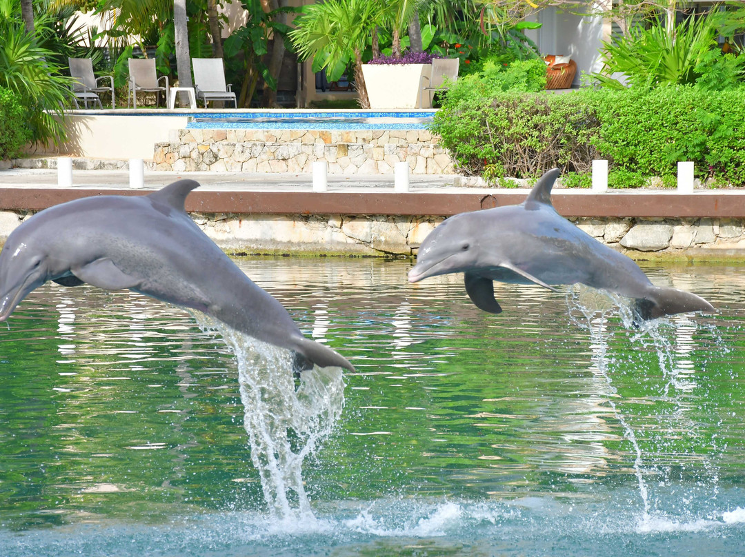 Dolphin Discovery Dreams Puerto Aventuras-阿范特拉斯港必去景点