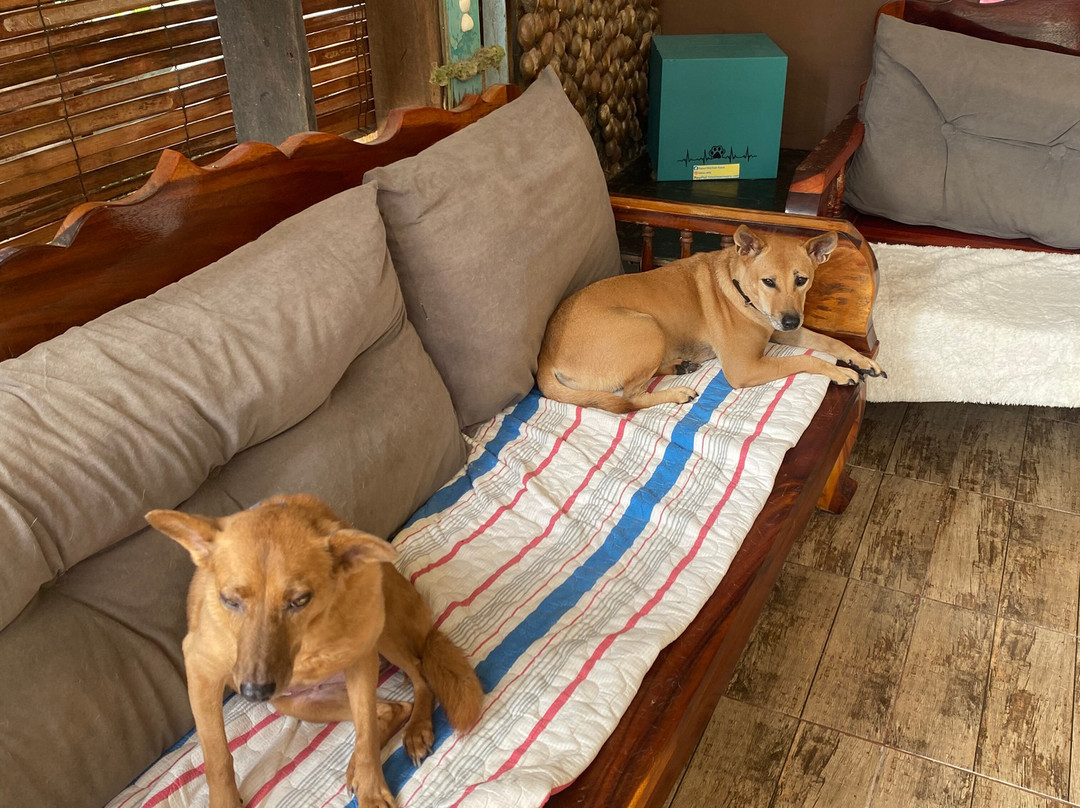 Sabai Dog-阁骨岛必去景点