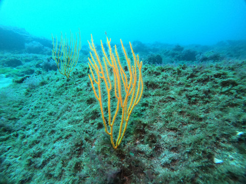 Leagues Ahead Diving-英国人海滩必去景点