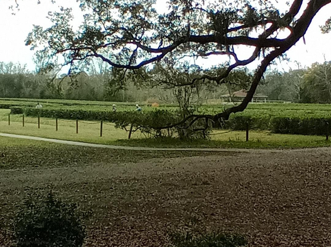 Charleston Tea Garden景点图片
