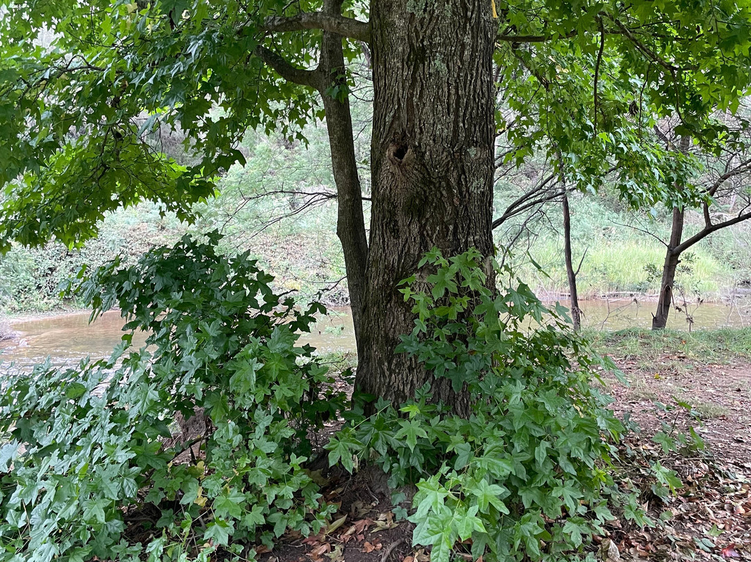 Doctors Creek Reserve-Jamieson必去景点