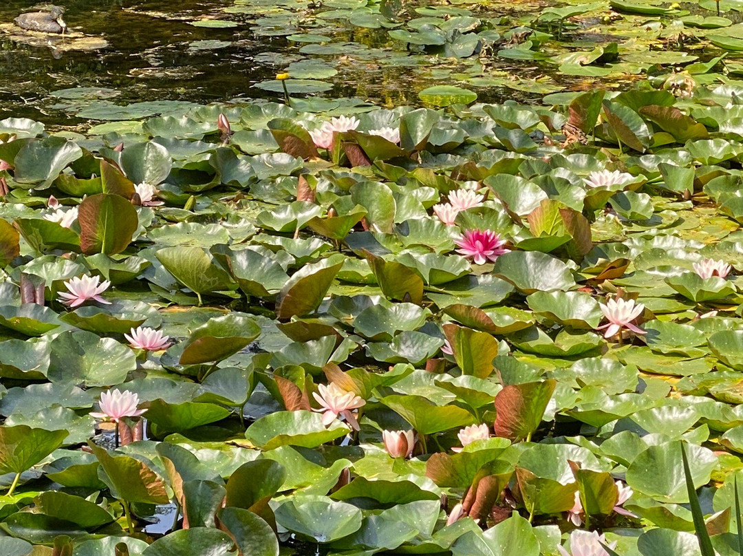 Theme Gardens Hortulus景点图片