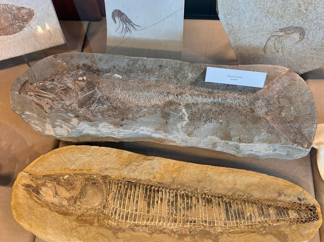 Missouri Institute of Natural Science-斯普林菲尔德必去景点