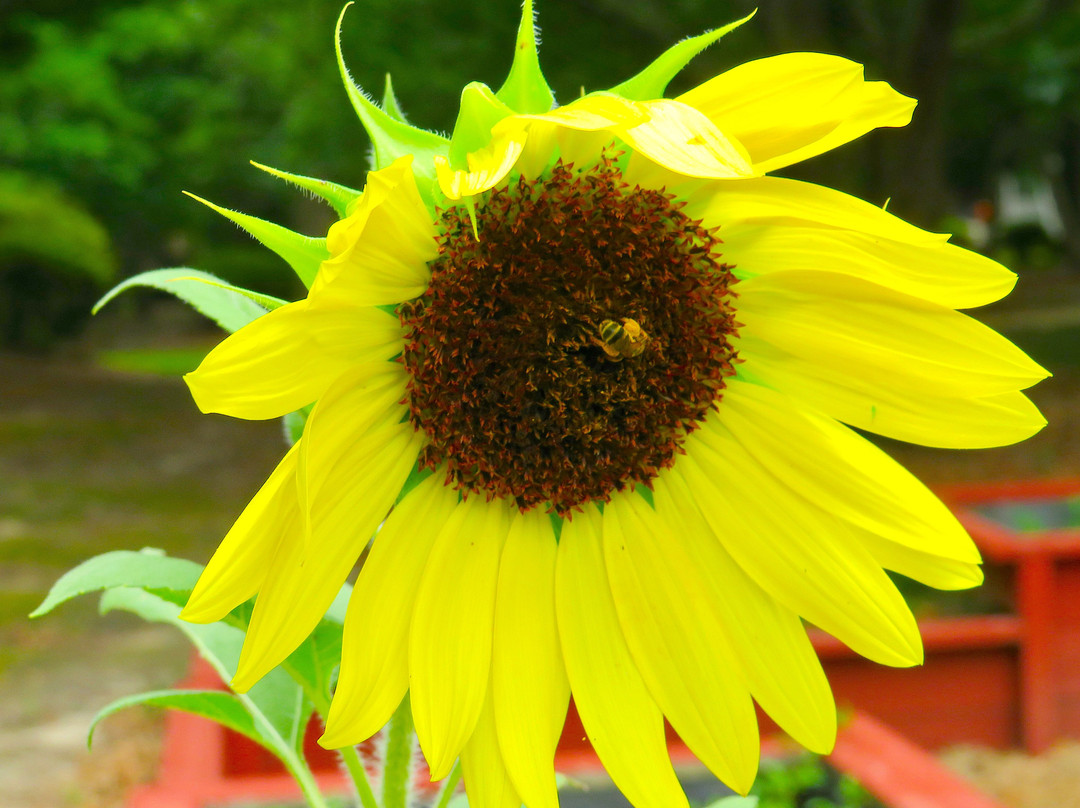 Timrod Park-佛罗伦萨必去景点