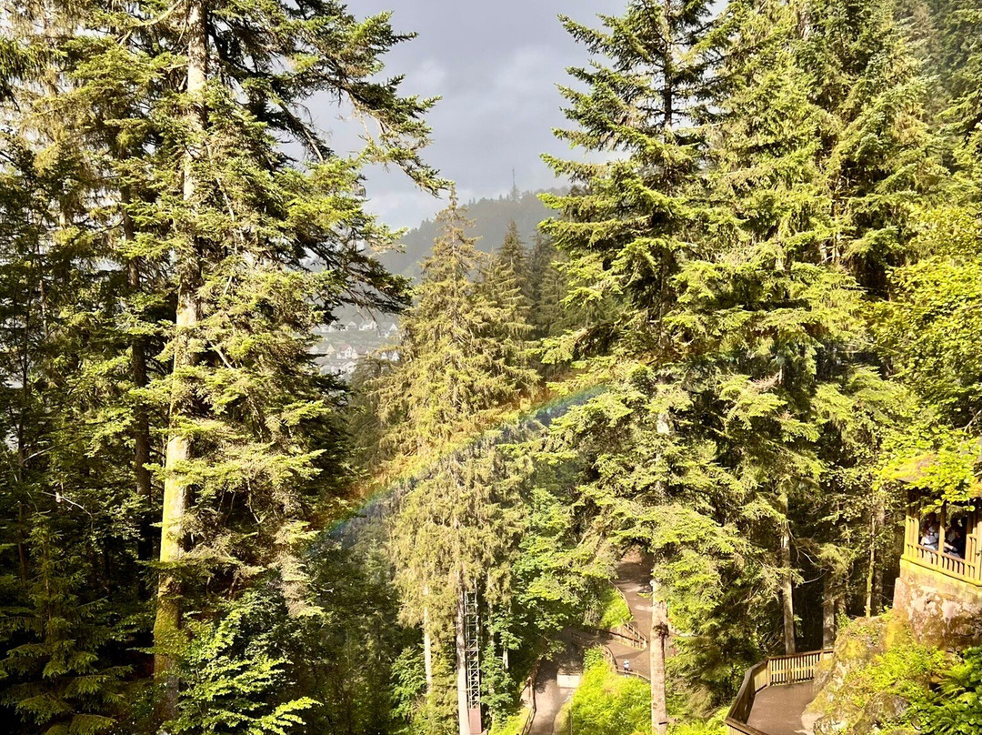 Triberg Waterfalls景点图片