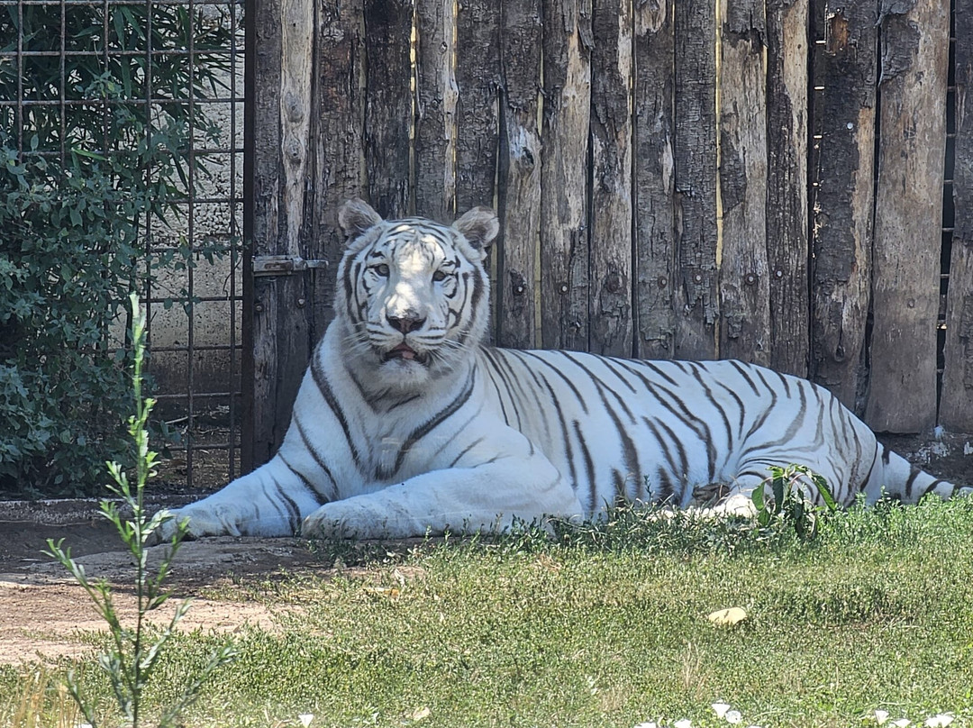 Zoo Delle Star景点图片