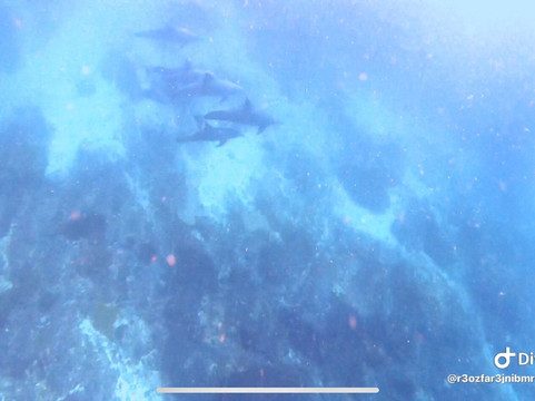 蓝梦岛巴厘潜水学院-蓝梦岛必去景点