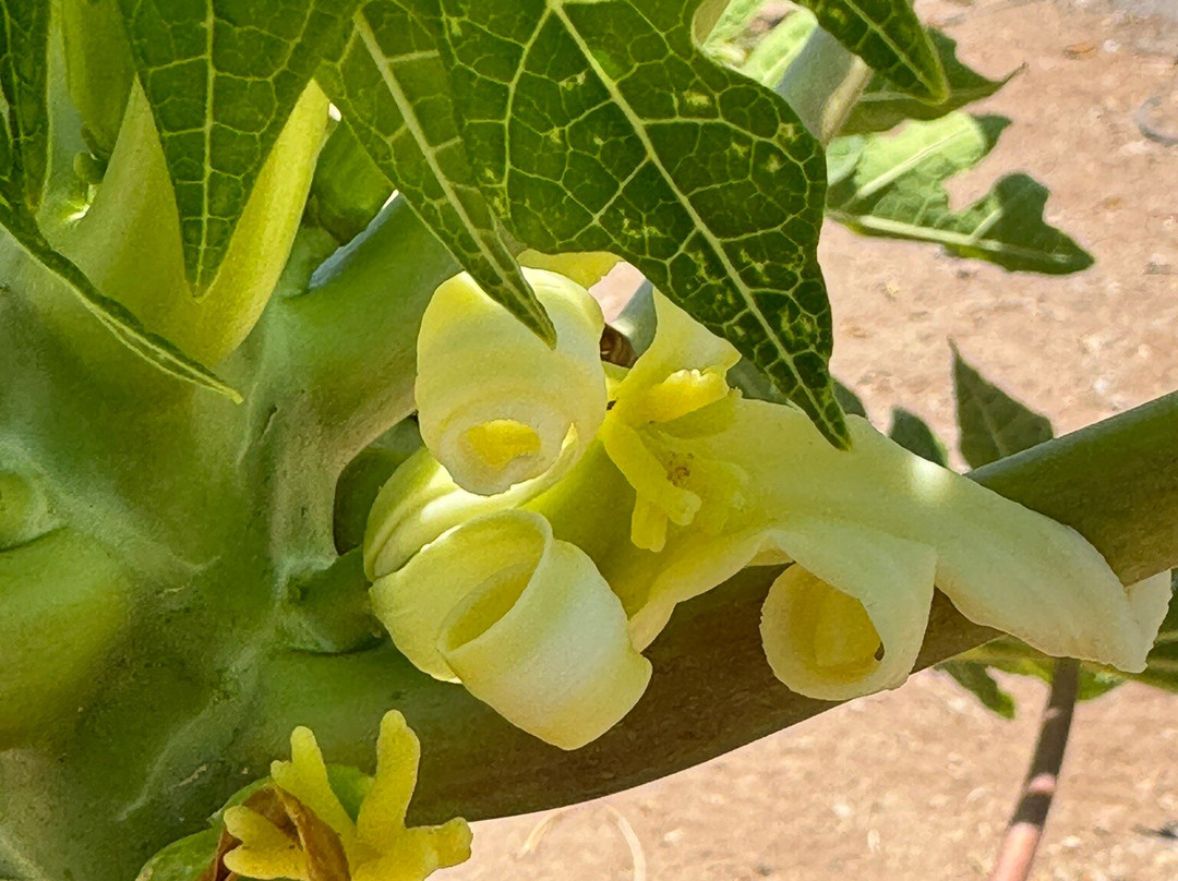 Finca Canarias Aloe Vera-阿罗纳必去景点