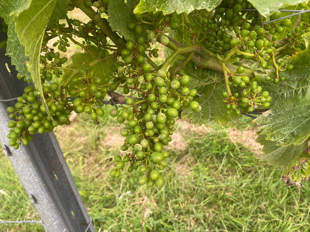 Hanwell Wine Estate景点图片