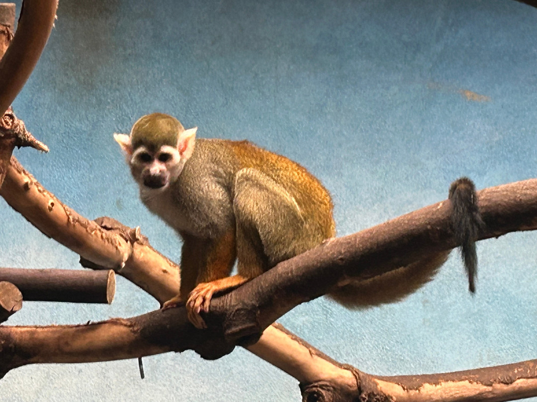 Birmingham Zoo-伯明翰必去景点