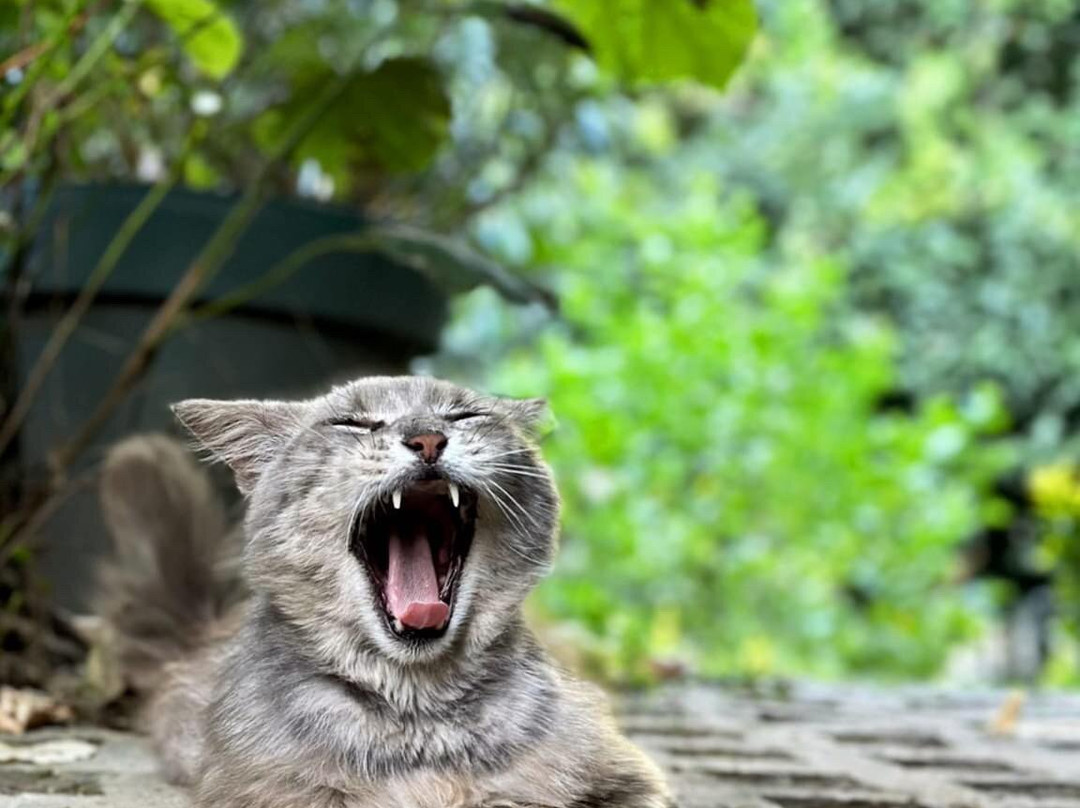 Kadifeli Konak Boutique Hotel主图