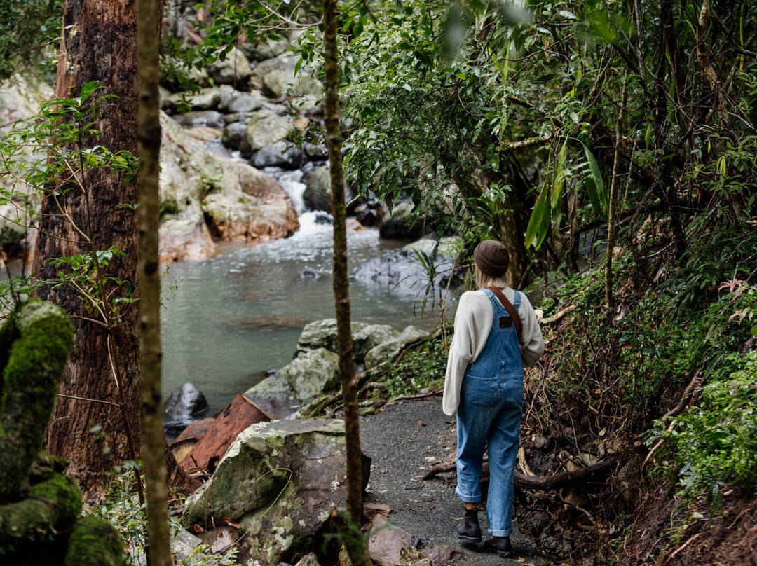 Tamborine Mountain Glades
