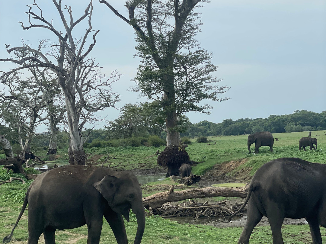 Visit Sri Lanka Transfers景点图片