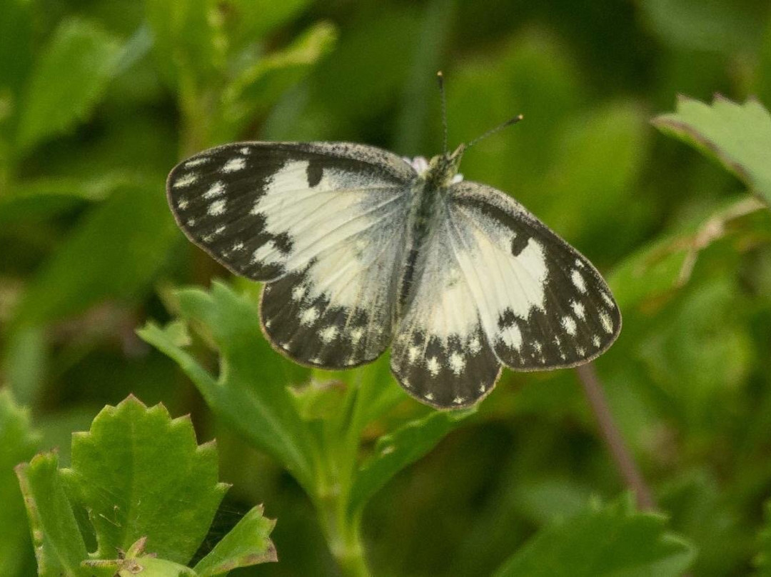 Anawilundawa Wetland Sanctuary-Chilaw必去景点