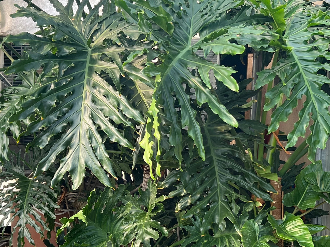 Groovy Plants Ranch景点图片