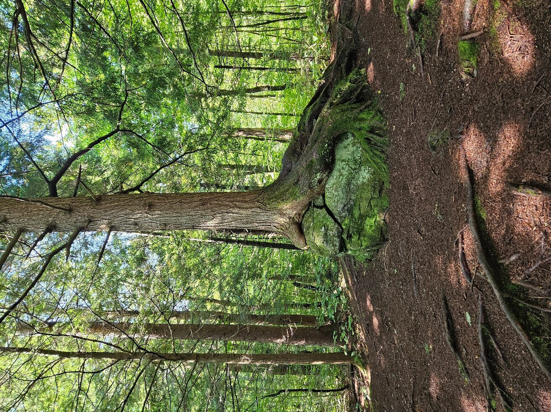 Sterling Falls Gorge-斯托必去景点