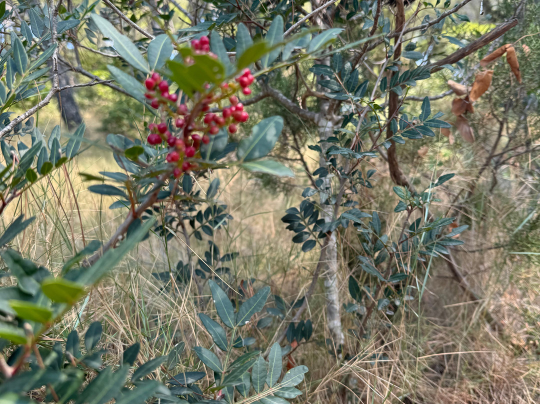 Otok Osjak景点图片