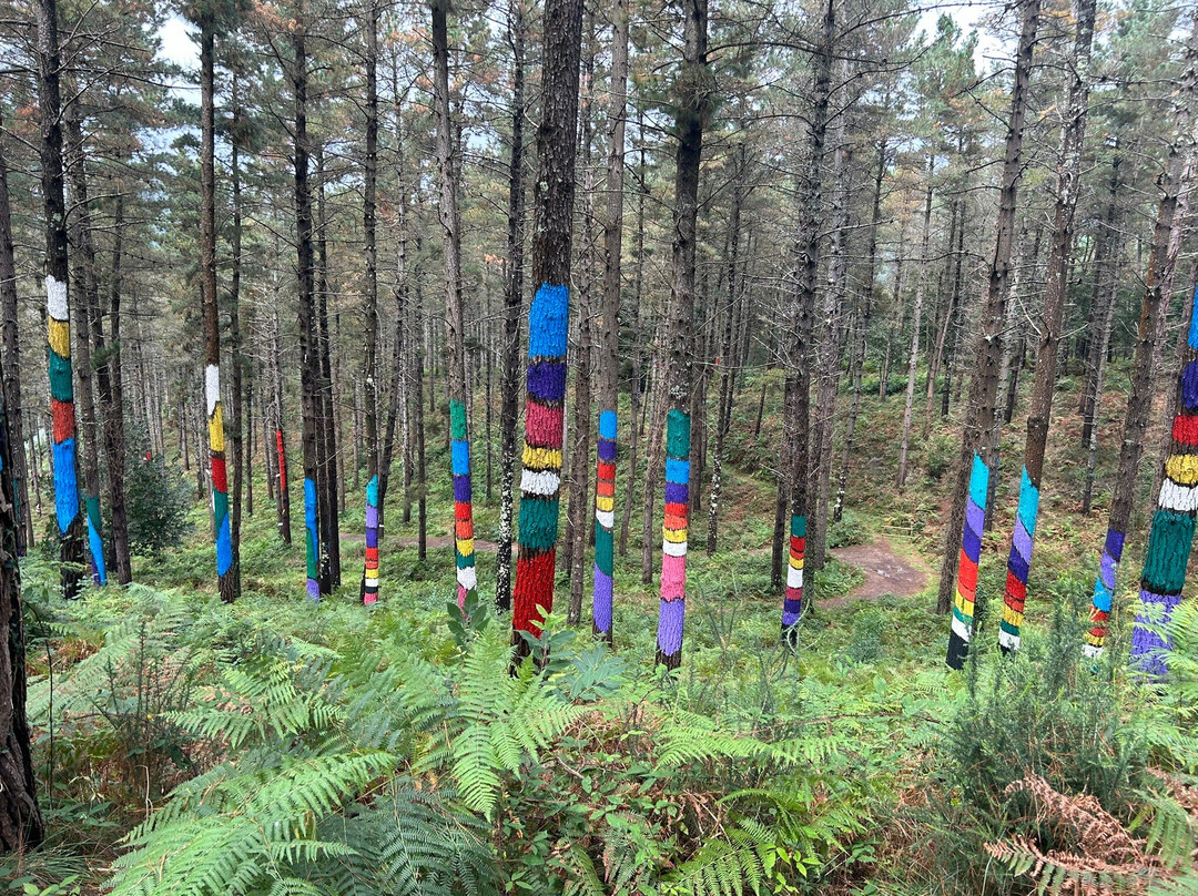 Bosque De Oma景点图片