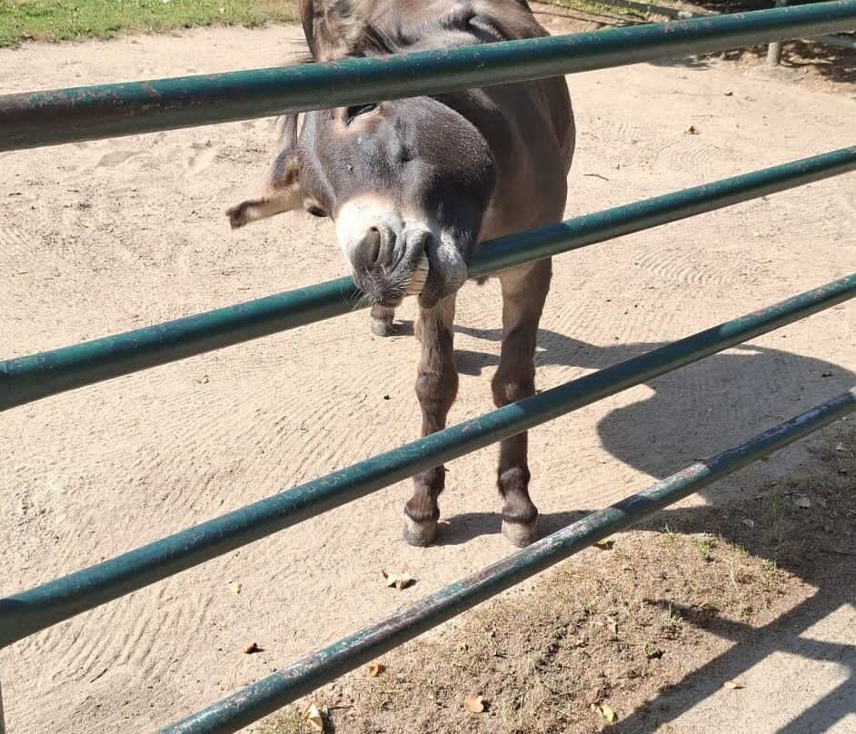 Tierpark Eilenburg-Eilenburg必去景点