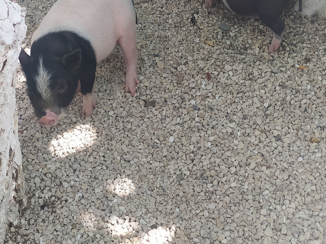 Rikkos Beach-Geroskipou必去景点