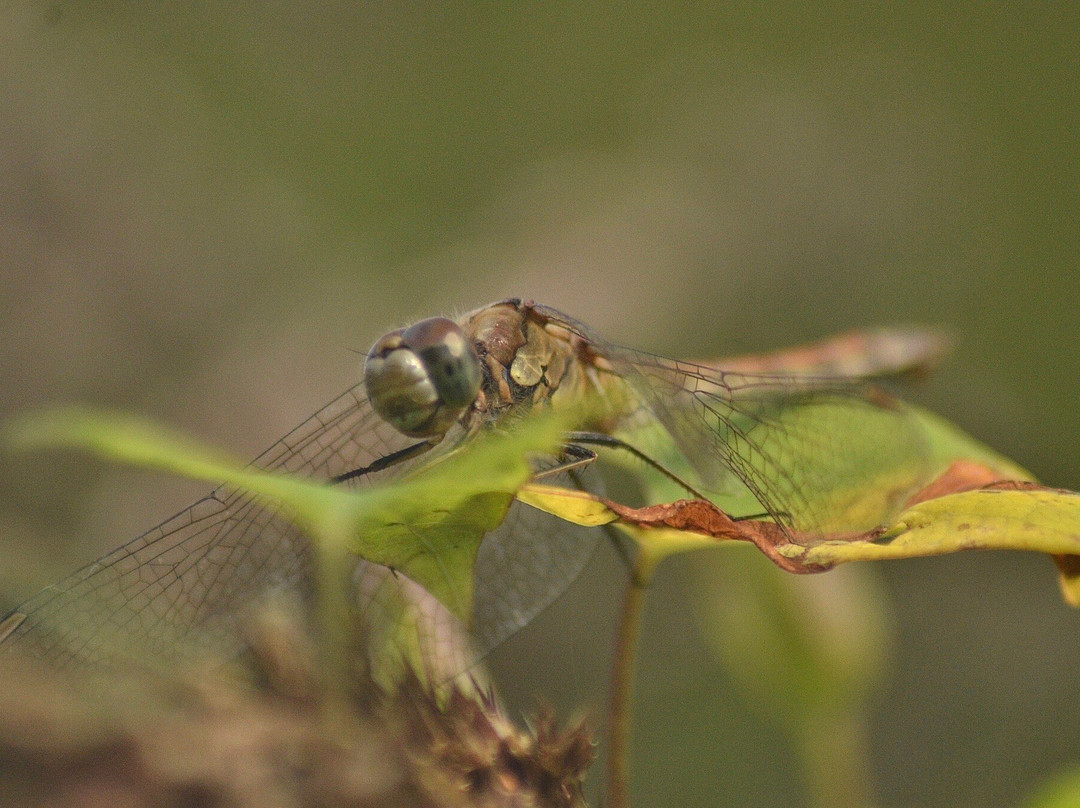 Potteric Carr Nature Reserve景点图片