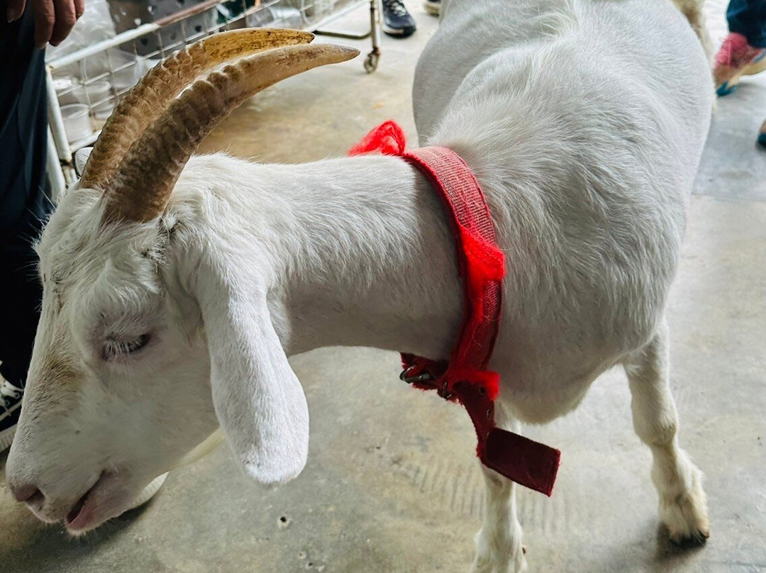 Saanen Dairy Goat Farm景点图片