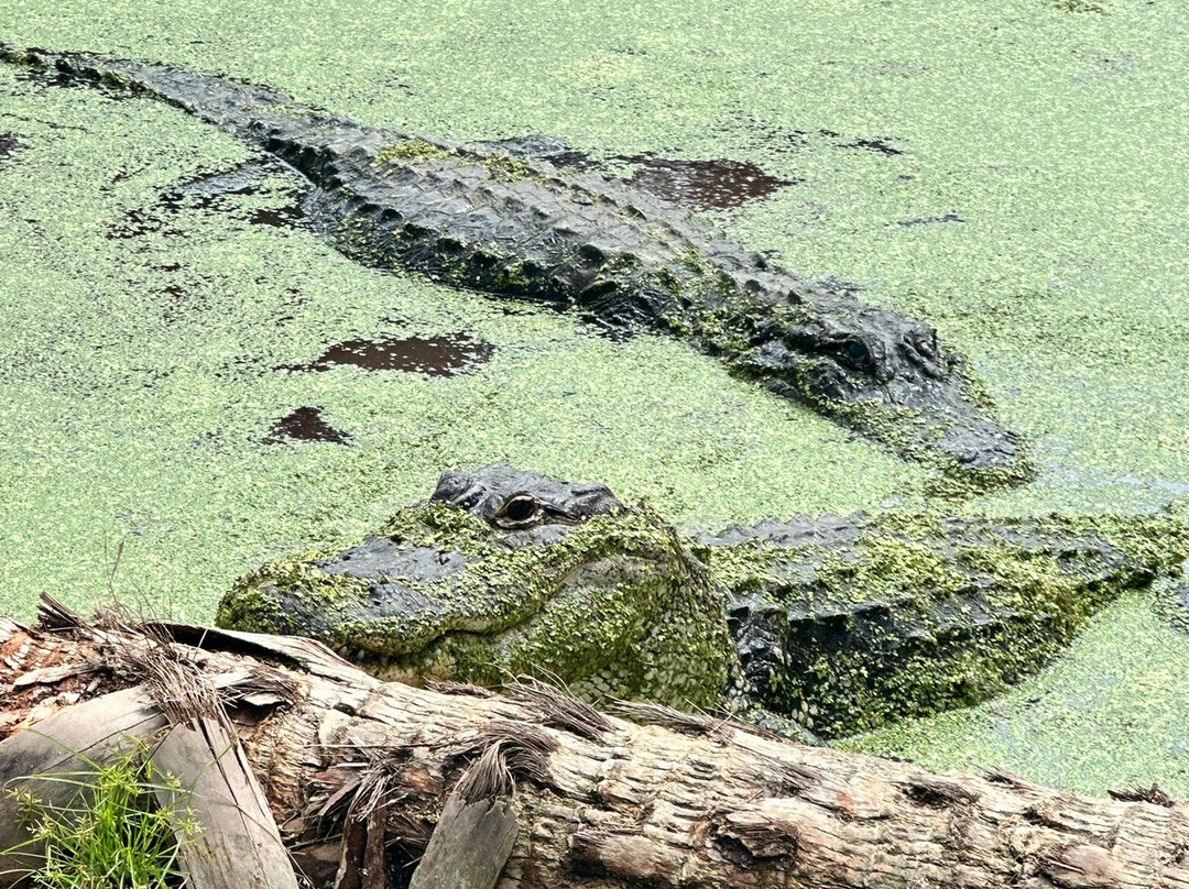 Jungle Adventures A Real Florida Animal Park-Christmas必去景点