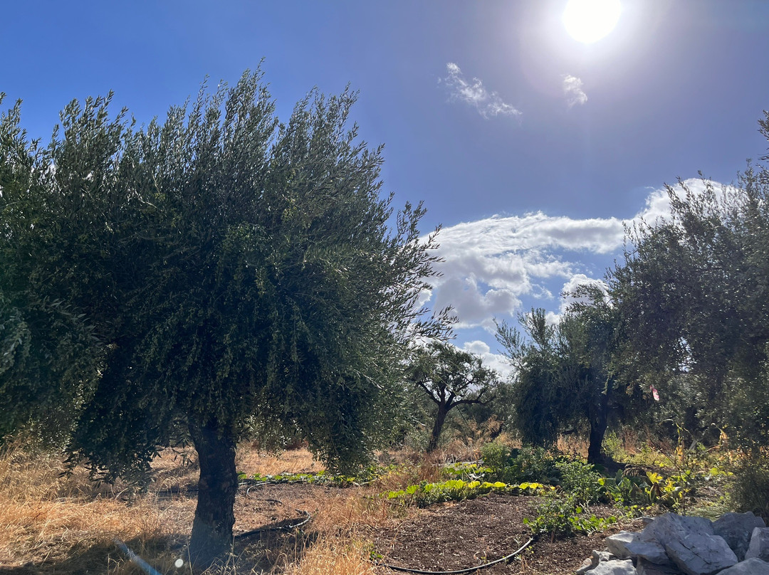 The Olive Trail