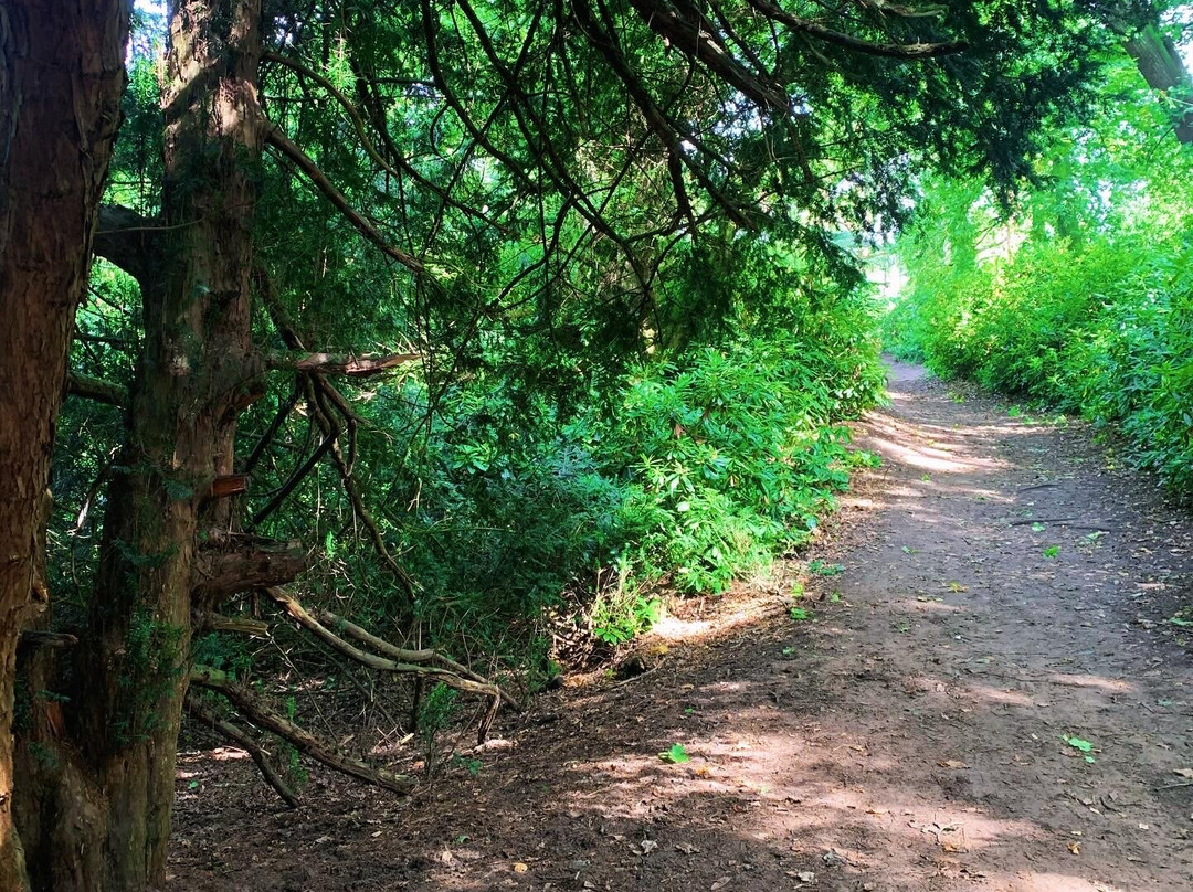 Twigmoor Woods景点图片