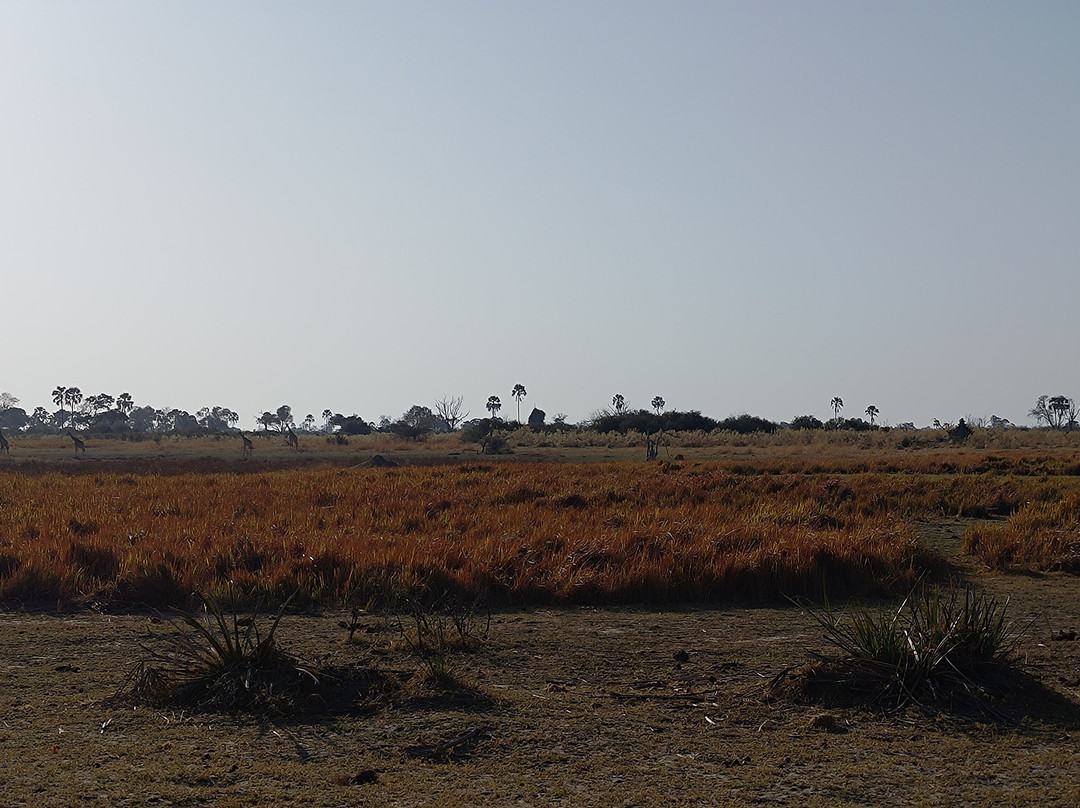 Shipungo Safari & Tours景点图片