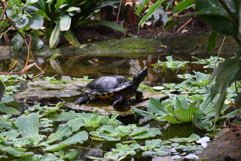Eifalia Schmetterlingsgarten-Ahrhutte必去景点