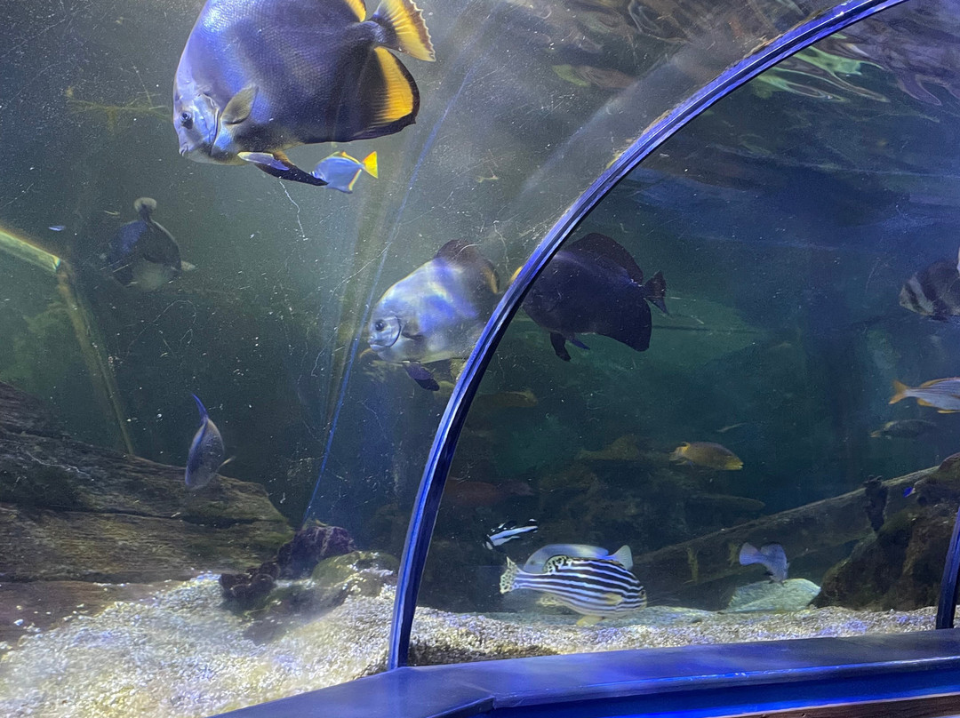 Hastings Aquarium景点图片