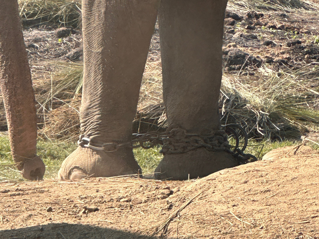 Elephant Breeding Centre-苏拉哈必去景点