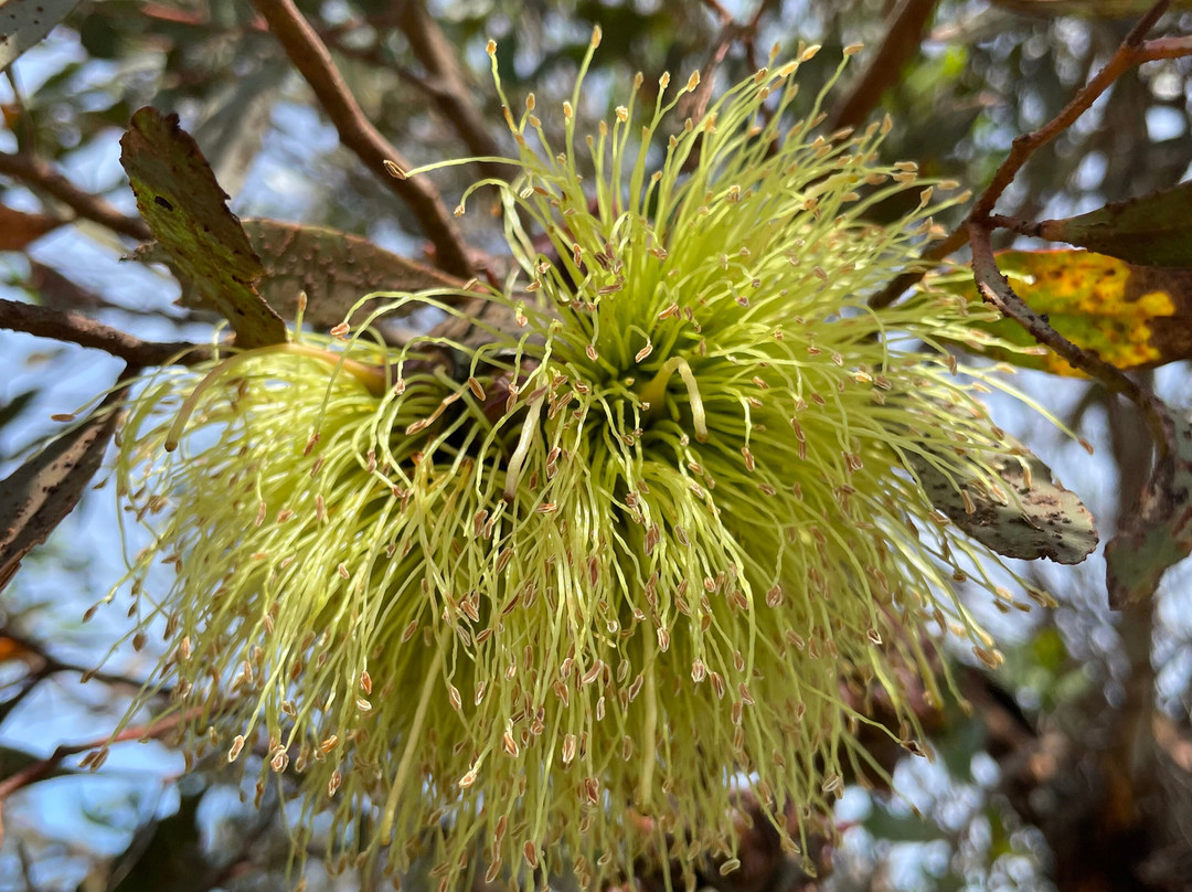 Heyfield Cemetery-Heyfield必去景点