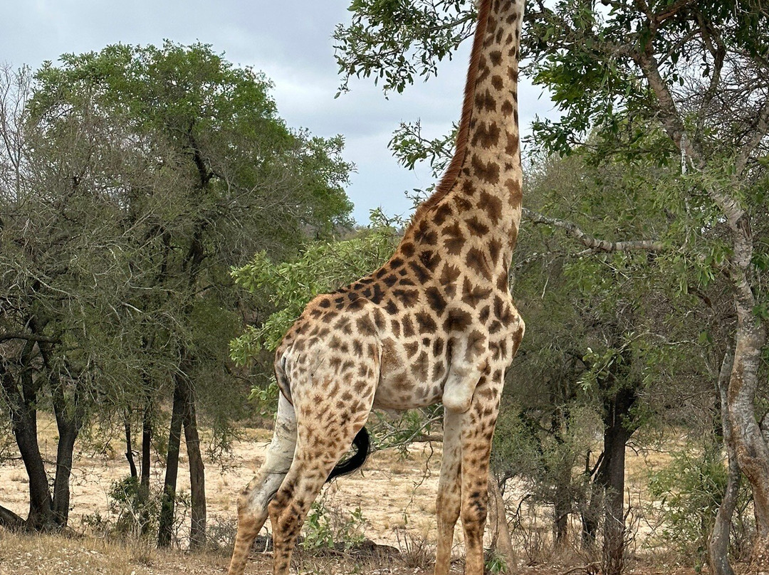 On Safari Africa - Kruger National Park景点图片