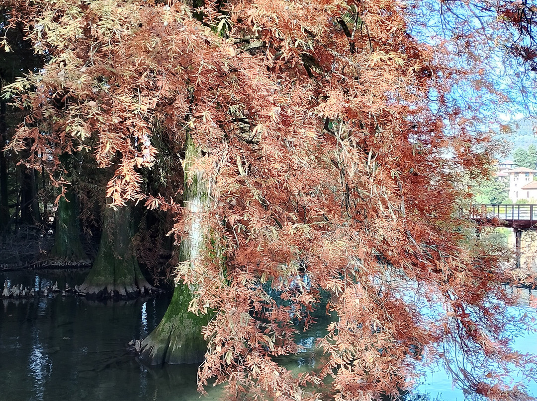Parco dei TAXODI景点图片