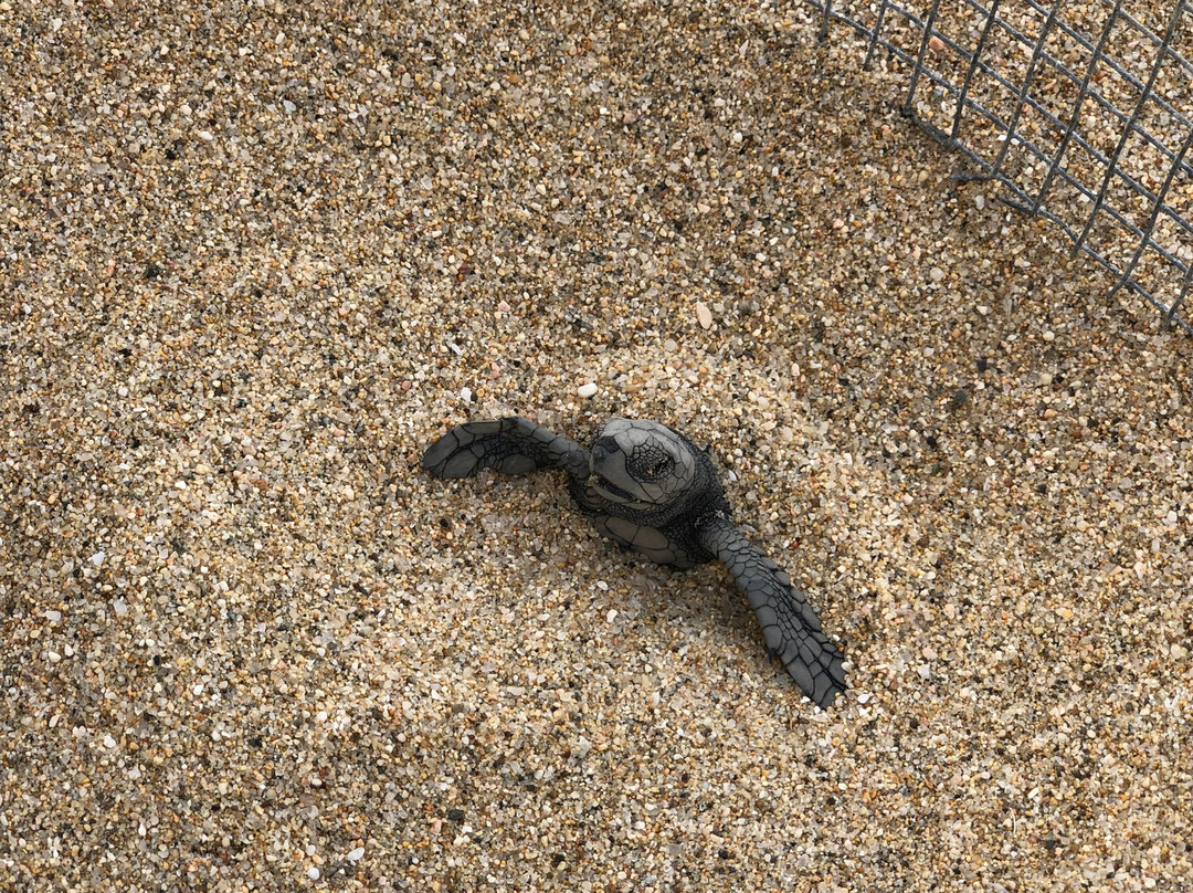 Tortugueros Las Playitas-托多斯桑托斯必去景点