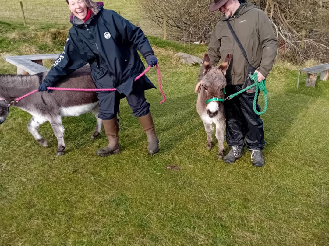 Moel Famau Donkeys景点图片