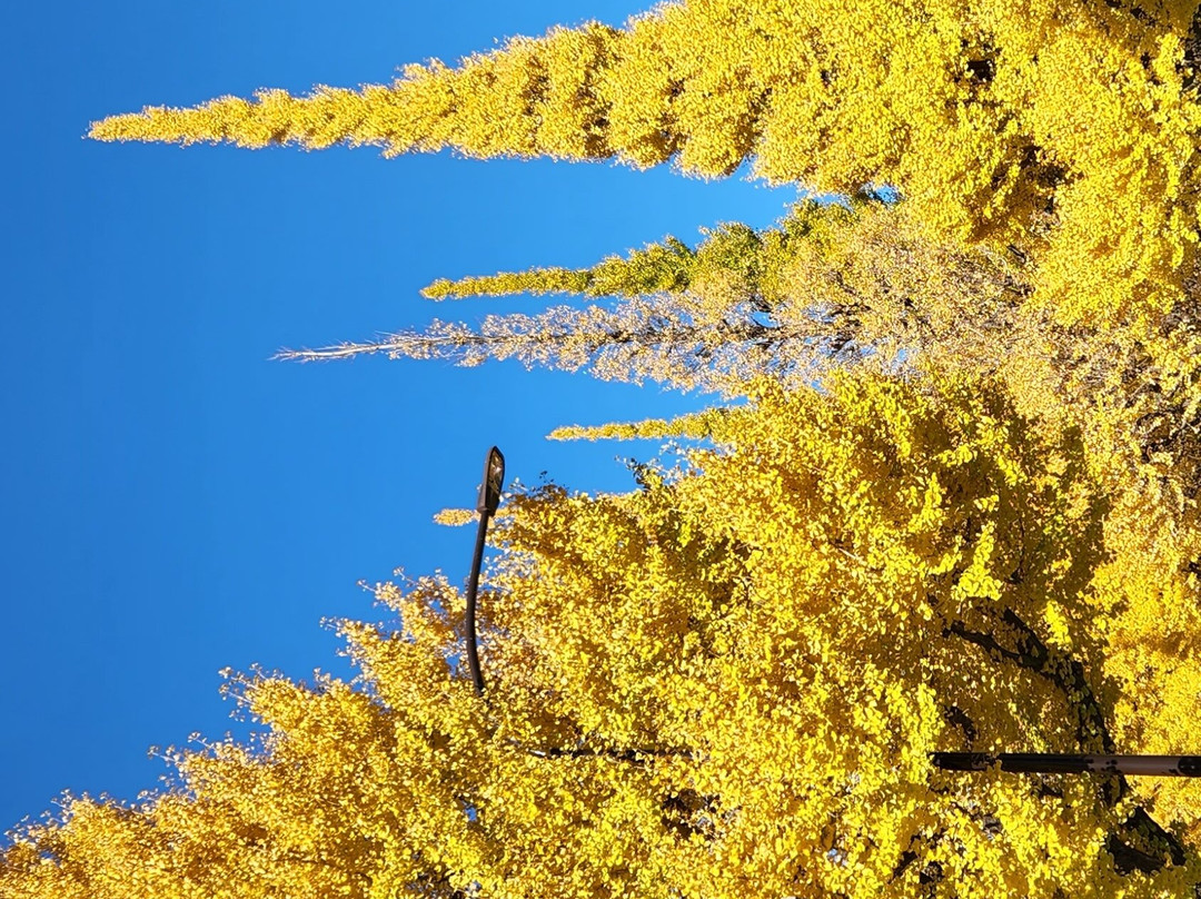 Jingu Gaien Ginkgo Tree-lined Street-港区必去景点