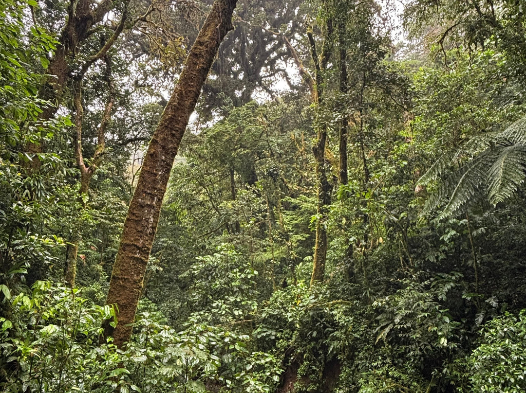 JC Nature Tour-蒙特维多云雾森林自然保护区必去景点