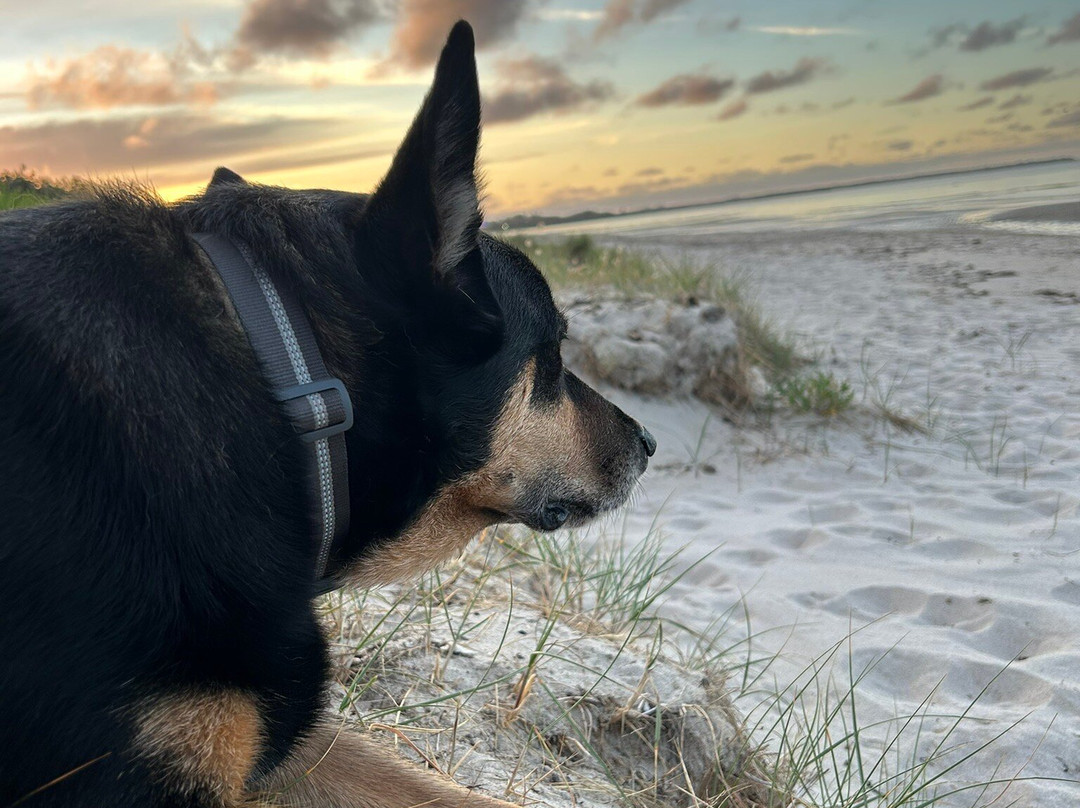 Rye Beach Dog Off Leash Area-拉伊必去景点