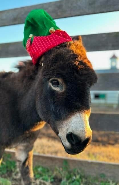 Hope & Serenity Farm Sanctuary景点图片