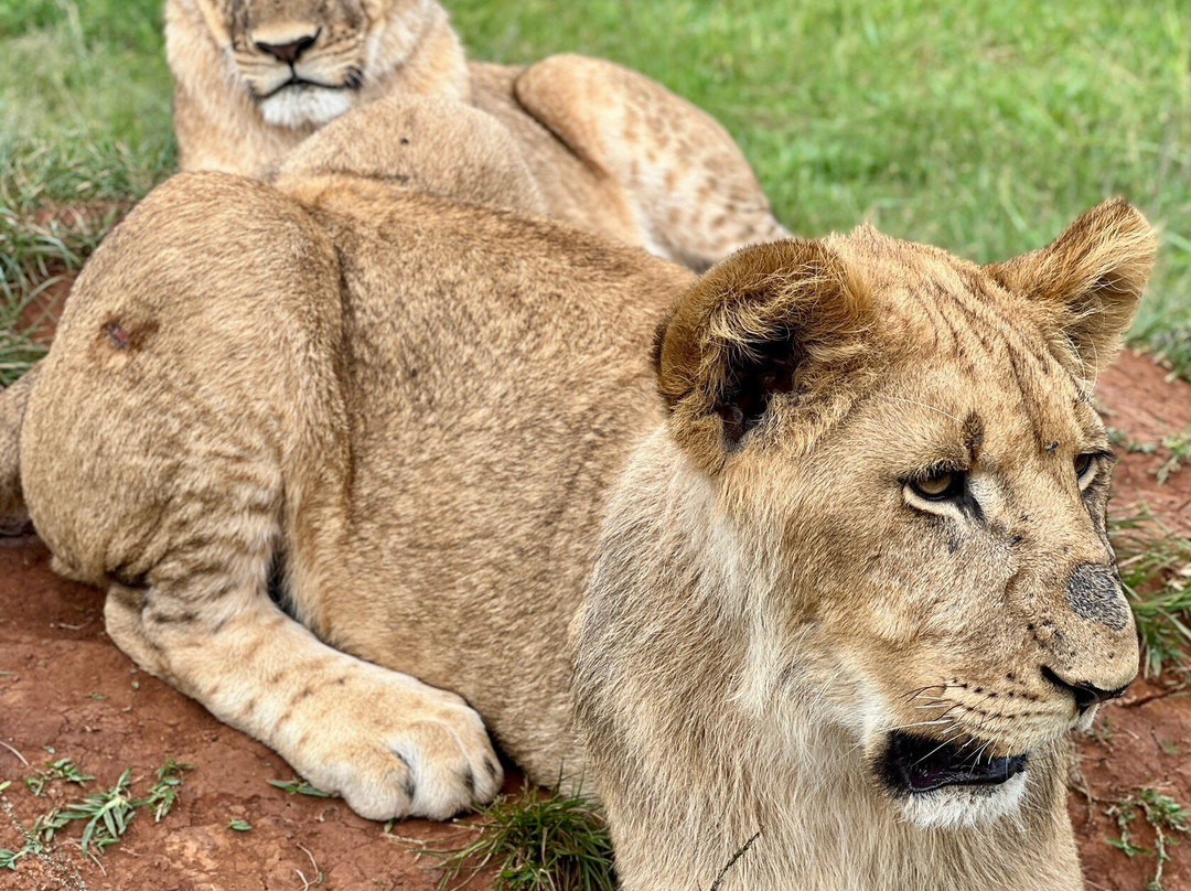 Private Zoo in Uganda-Mpigi必去景点