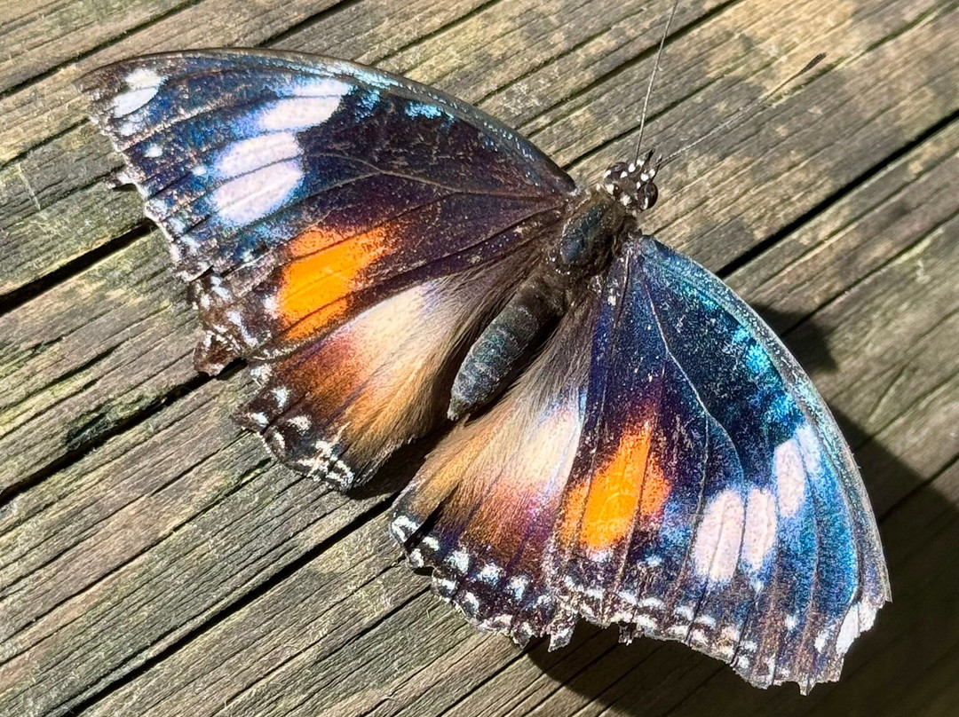 Australian Butterfly Sanctuary景点图片